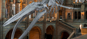 museum